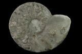 Triassic Ammonite (Ceratites Sublaevigatus) - Germany #131915-1